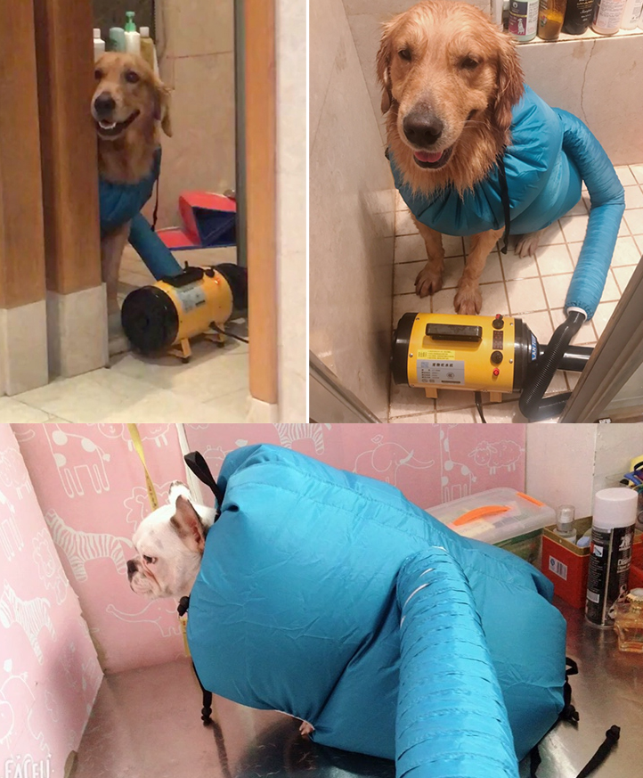 Two dogs using the Pet Drying Box, Dryer, and Drying Bag in a bathroom setting for drying after a bath by PureAura.