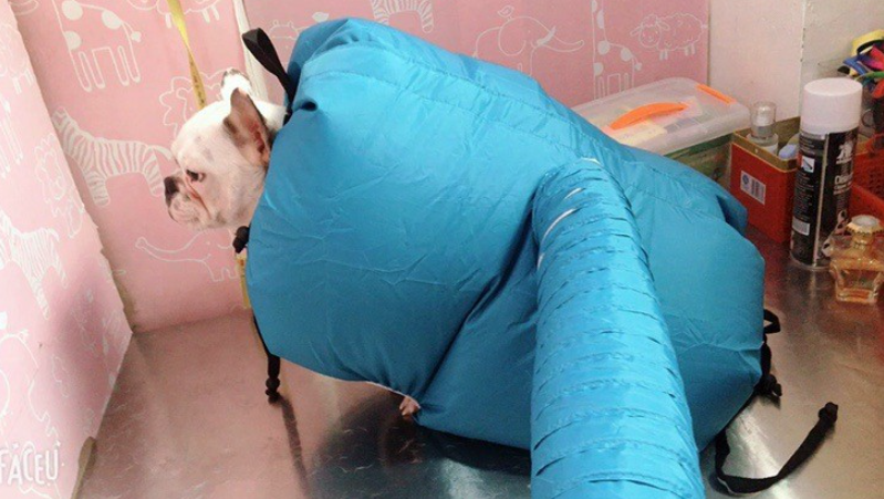 A French Bulldog inside a blue Pet Drying Box, Dryer, and Drying Bag by PureAura, showcasing its unique design and function.